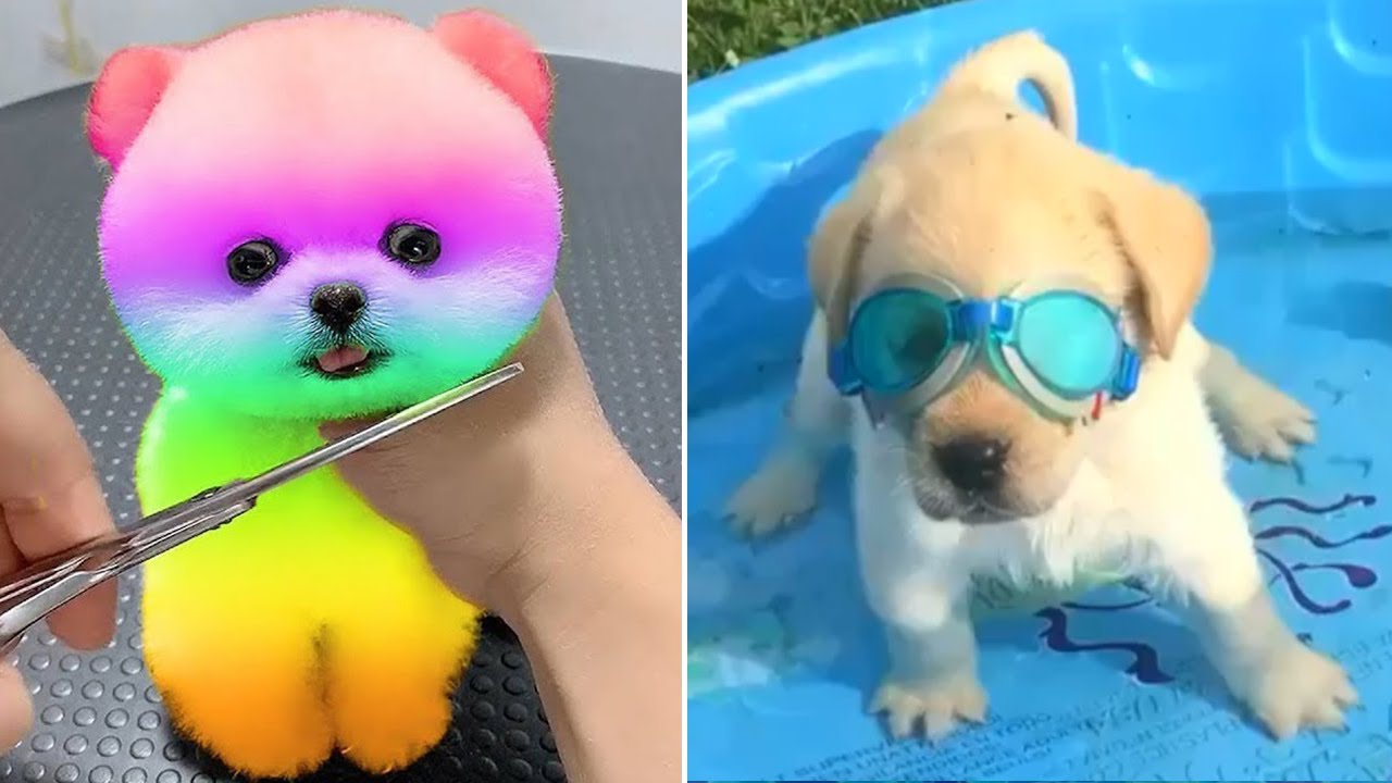 Funniest Animals 2025 😂 Best Funny Cats and Dogs 😻🐶 Part 3 | Cute Baby Dogs