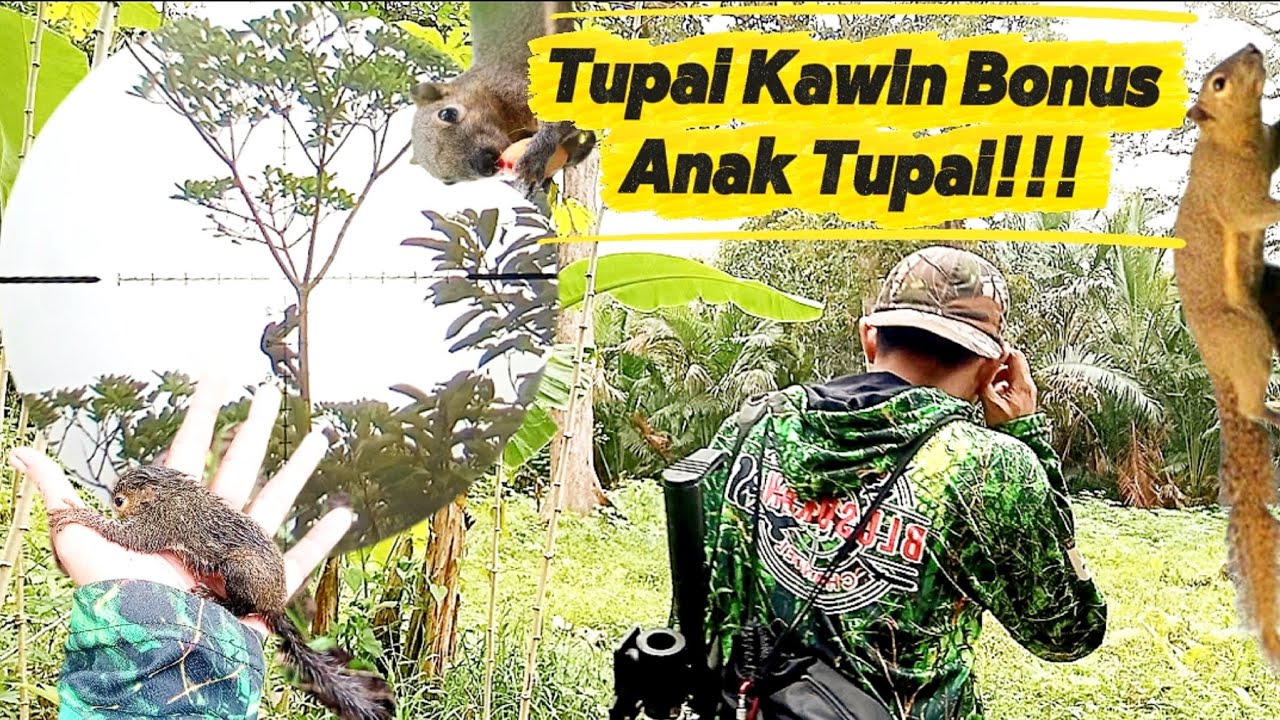 Blusukan GokiL!!! Tupai Kawin Anaknya Pun Jatuh Segera Kita Evakuasi!!!
