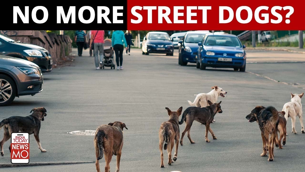 Bengaluru To Soon Become Stray Dog-Free: 
