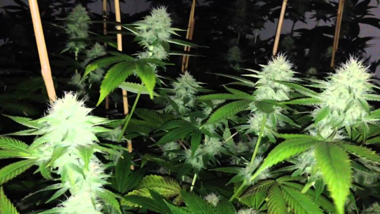 Quick update on kush dreams