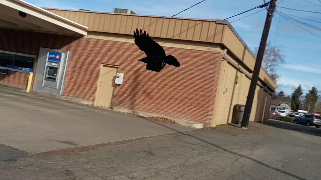 Kit's Crows 03-07-26