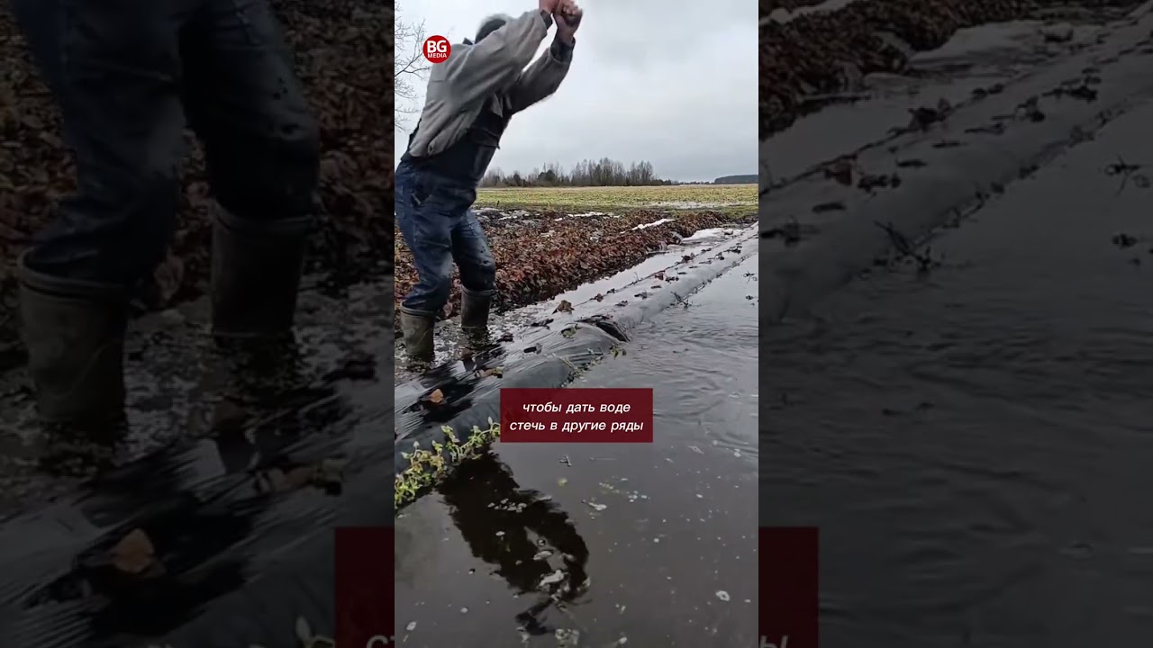 В Жабинке фермеры спасают будущий урожай клубники от затоплений