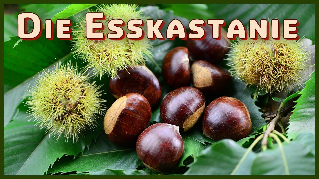 Baumarten Basics: Die Esskastanie (Castanea sativa) | Jowi's Wald