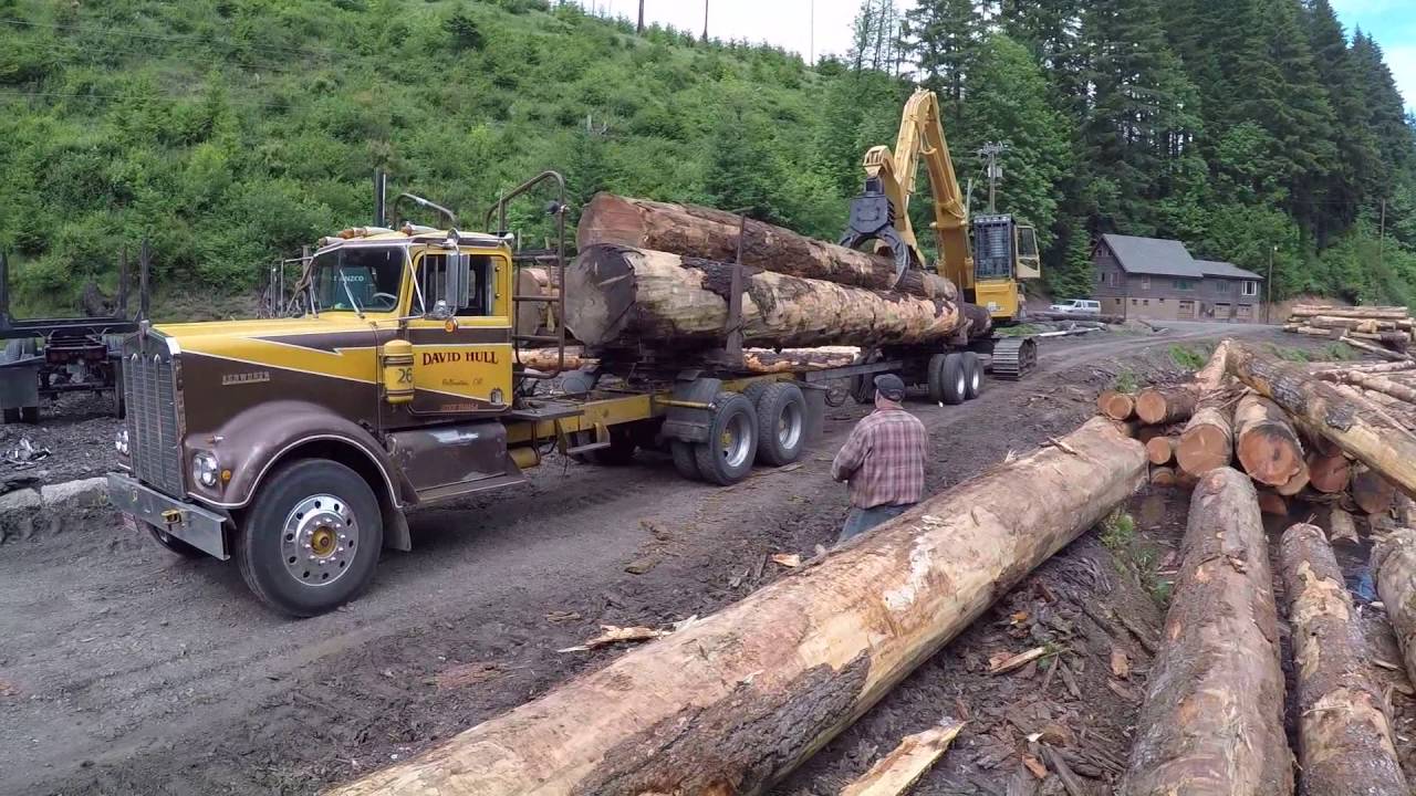 David Hull's Kenworth logging trucks being loaded with three log loads