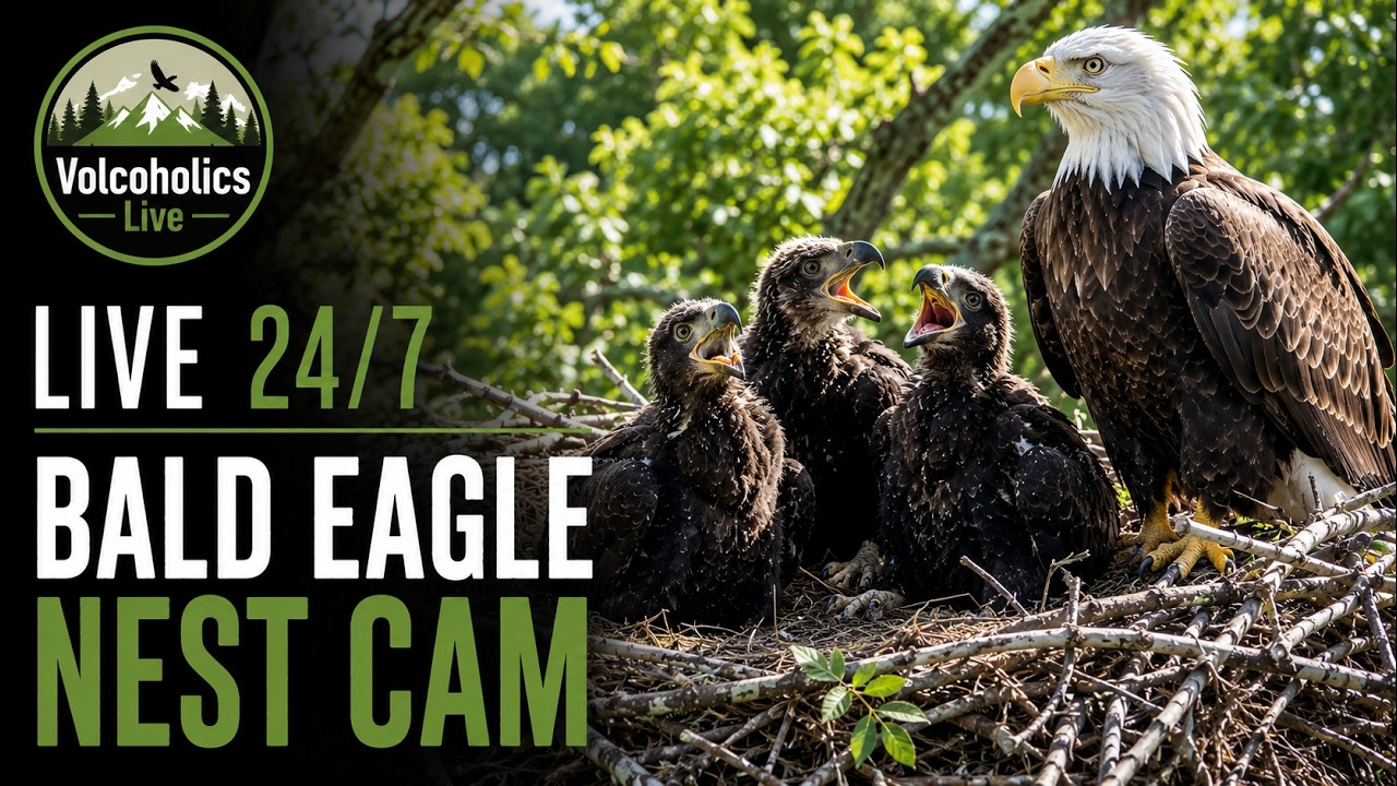 🔴 LIVE 24/7 | Bald Eagle Nest Cam 🦅 Alvin, Simon & Theodore | Cardinal Land Conservancy
