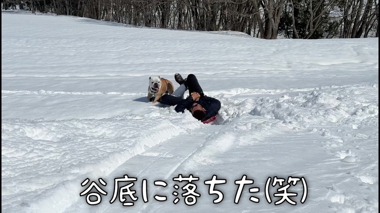 愛犬とイヌぞりしてたら、事故ったWWW