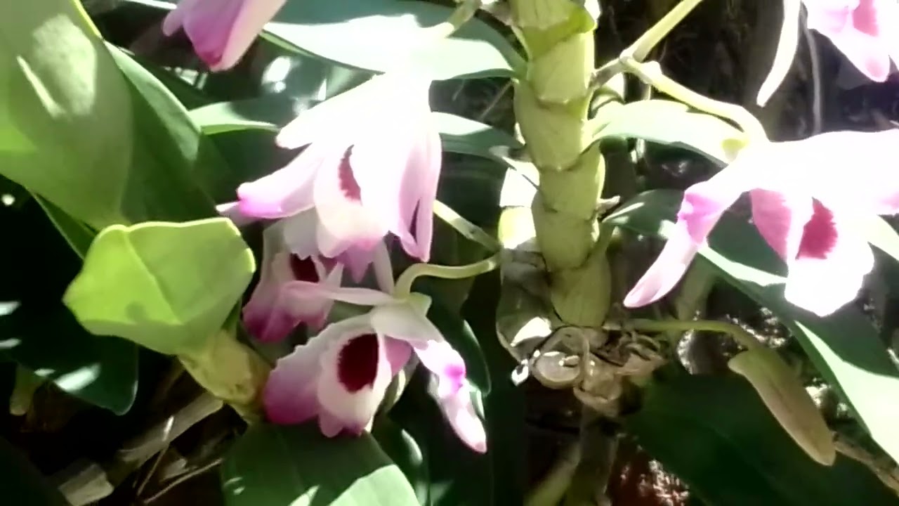 HAY MÁS ORQUÍDEAS como se ven?