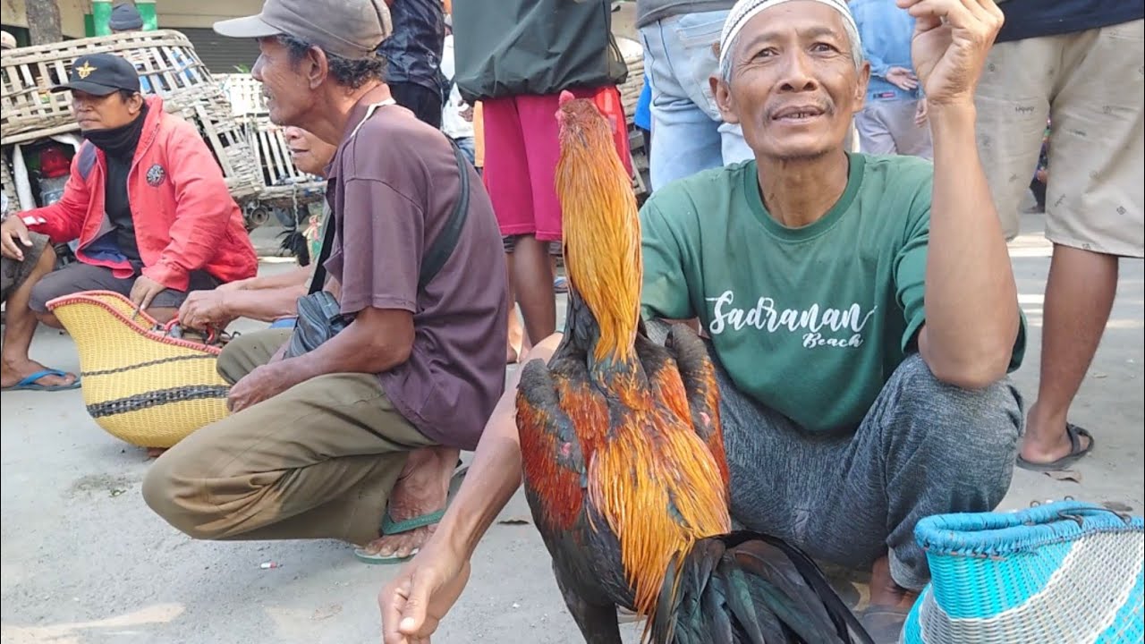 CUMA SEKEDAR HOBI PASAR WEDI SELALU DI NANTI PARA TENGKULAK