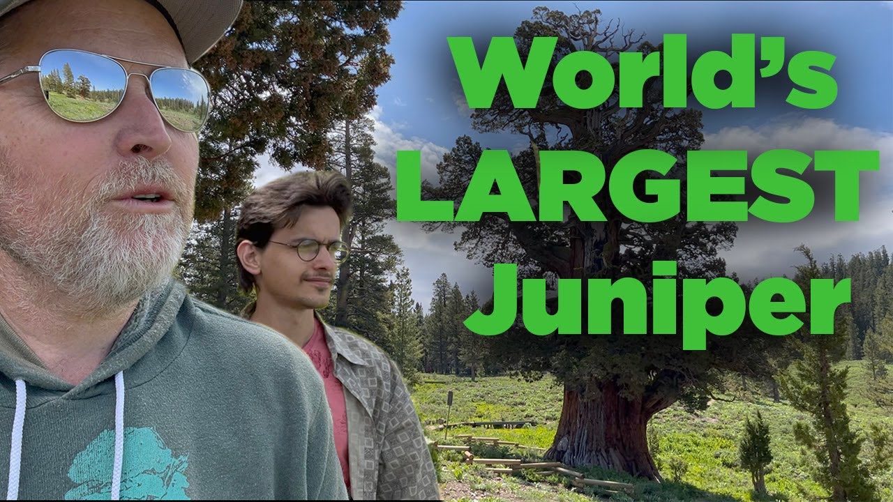 Bonsaify | The BIGGEST Juniper in the WORLD!