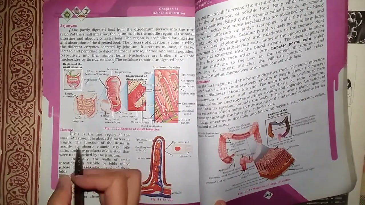 XI BIOLOGY CHAPTER 11 NUTRITION BOOK EXERCISE SOlVED LONG QUESTIONS|| MARKING FROM NEW BOOK