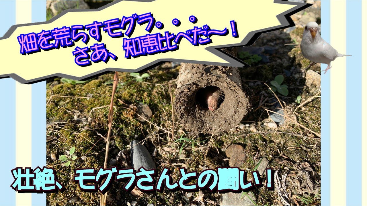 モグラさんとの闘い