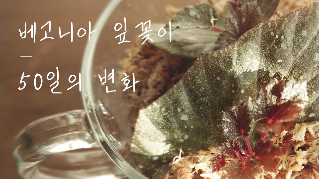 베고니아 잎꽂이 번식시키기 l 잎 하나도 버리면 안되는 이유 l How to propagate begonias from leaf cuttings