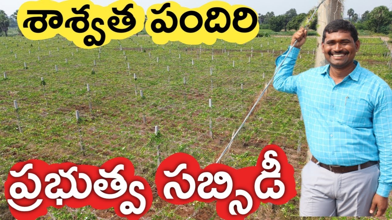 పందిరి సాగుకు ప్రభుత్వ ప్రోత్సాహం | రైతు బడి