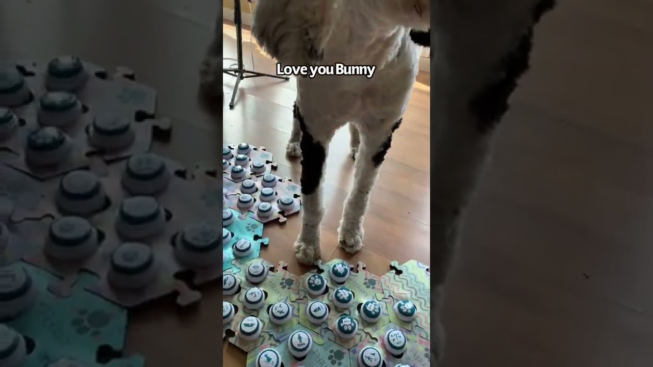 The sweetest (and also spiciest) pony🥹 #shorts #ytshorts #whataboutbunny #cutedog