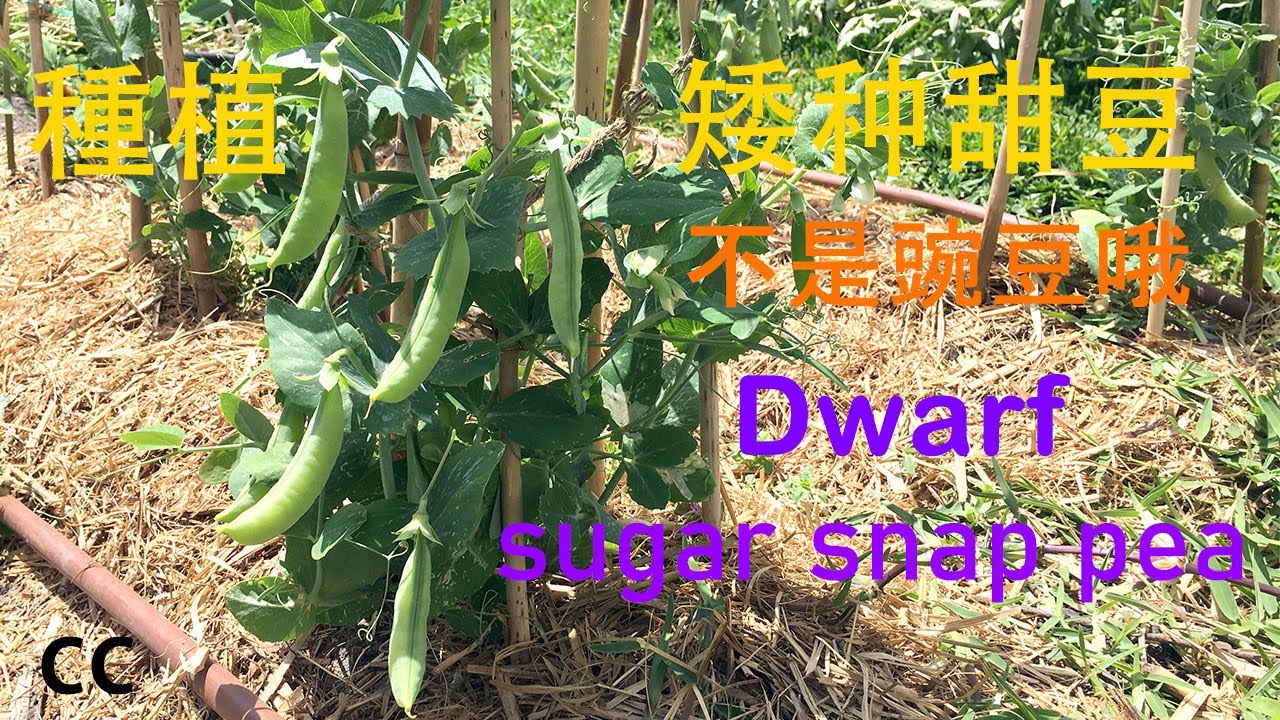 小后院甜豆种植 sugar snap peas growing 的方法，下種时间适宜在春季和秋天，约120天就有收获了.再炒stir fry上一盘做法简单的自种有机甜豆，真是人间美味.甜豆不是豌豆哦.