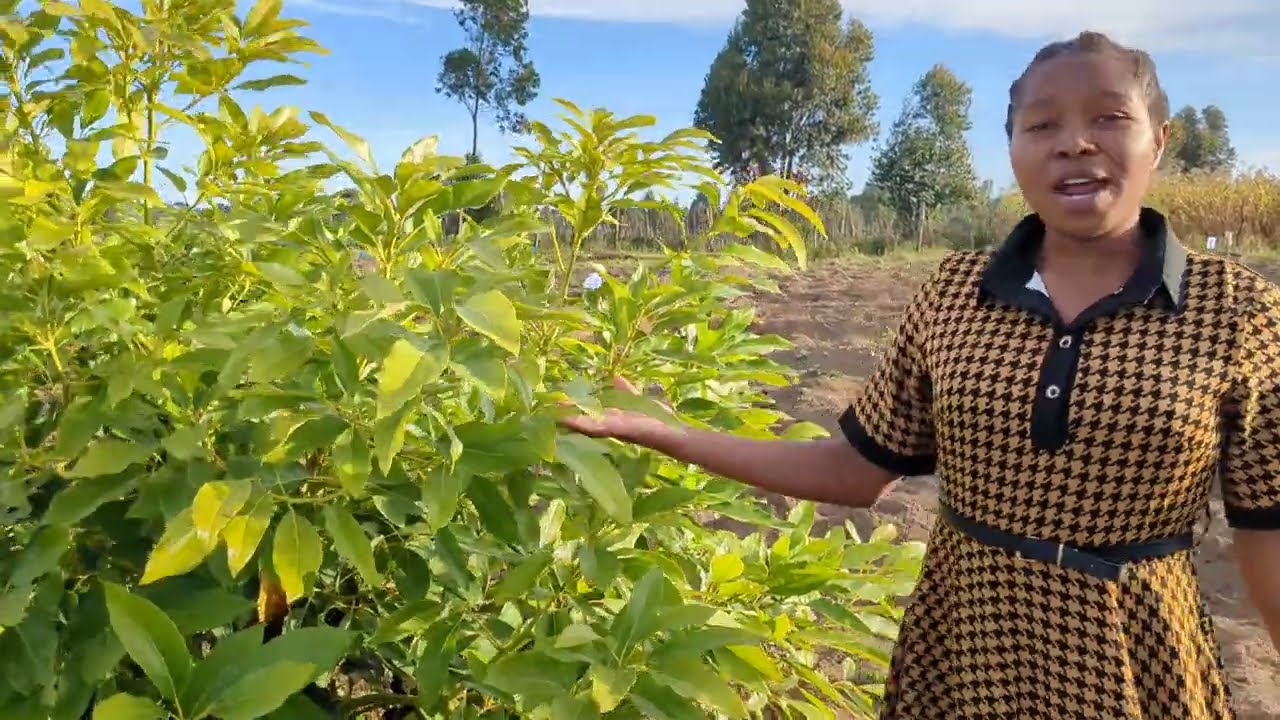 madhara ya kuto hudumia parachichi kwa  ufasaha