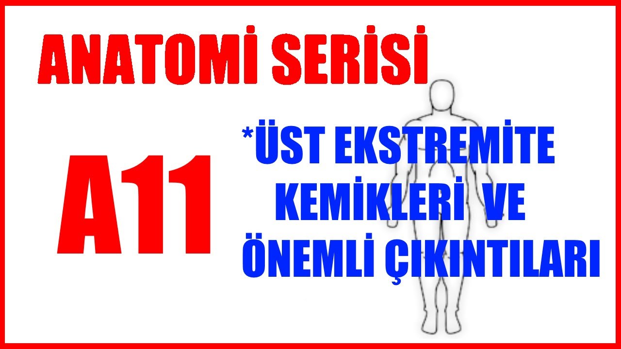Üst Ekstremite Kemikleri A11 | (Anatomi Serisi)