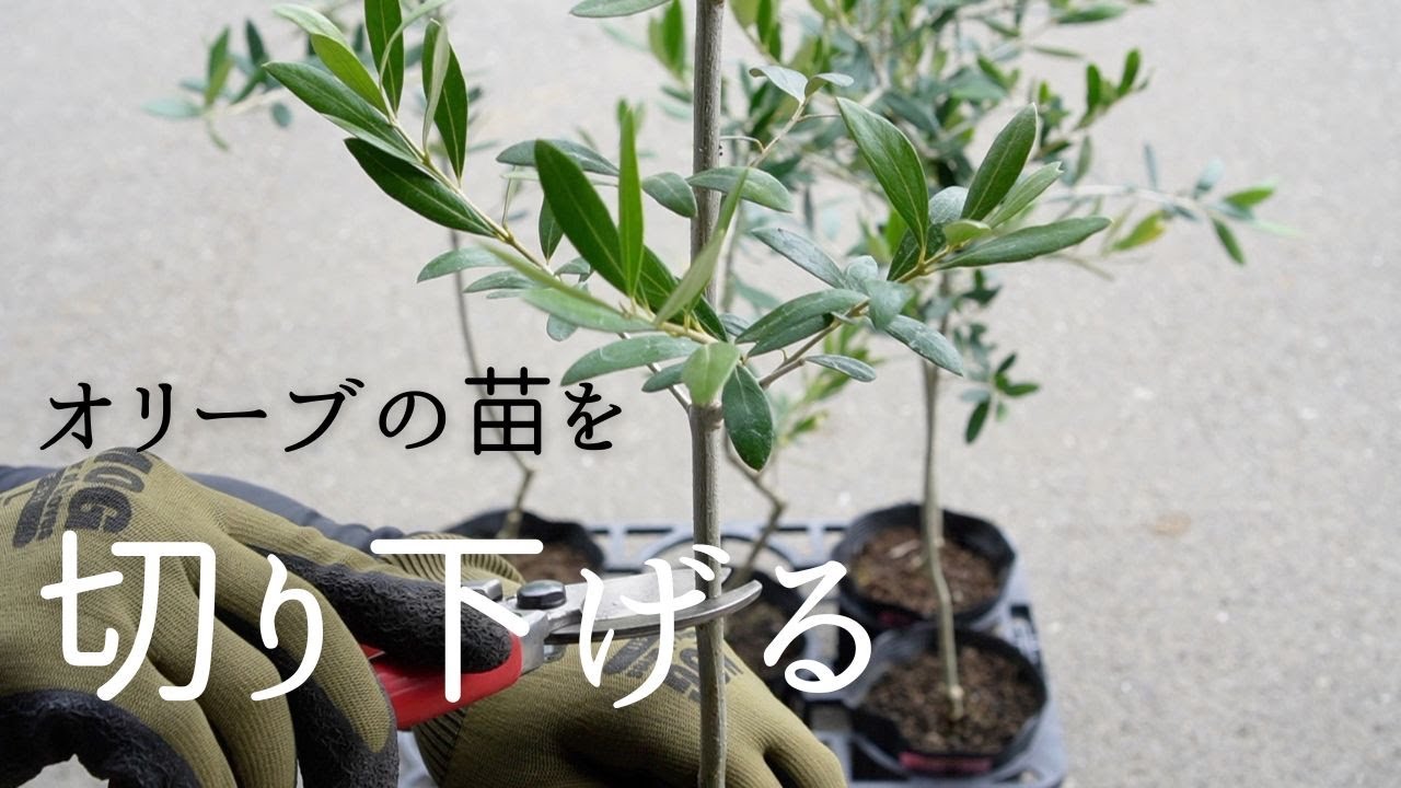 オリーブの剪定。オリーブの苗を切り下げる。