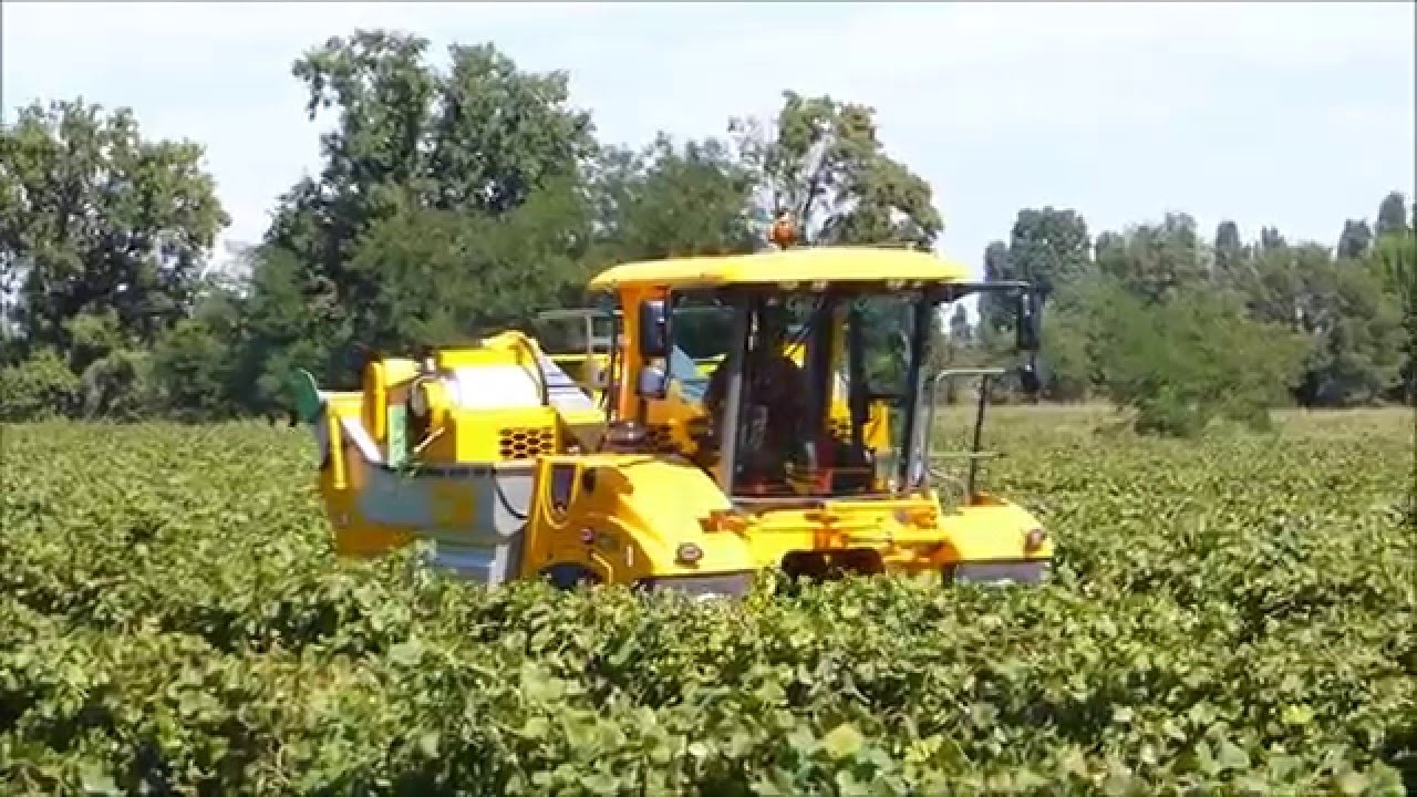 AGRIMAC: GREGOIRE G8.260 Consegna Vendemmiatrice
