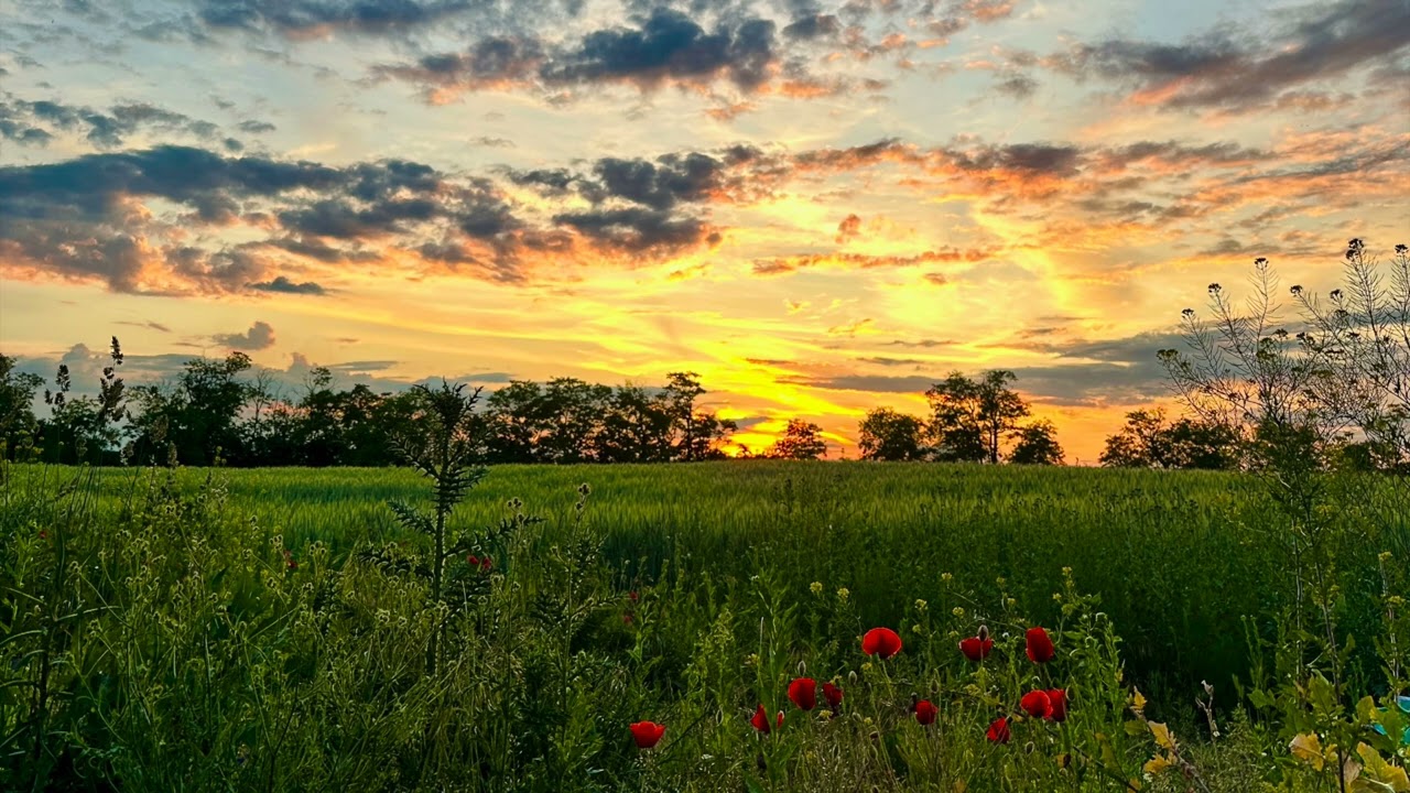 Nev&iacute;dan&yacute; &scaron;p&aacute;s (emko)