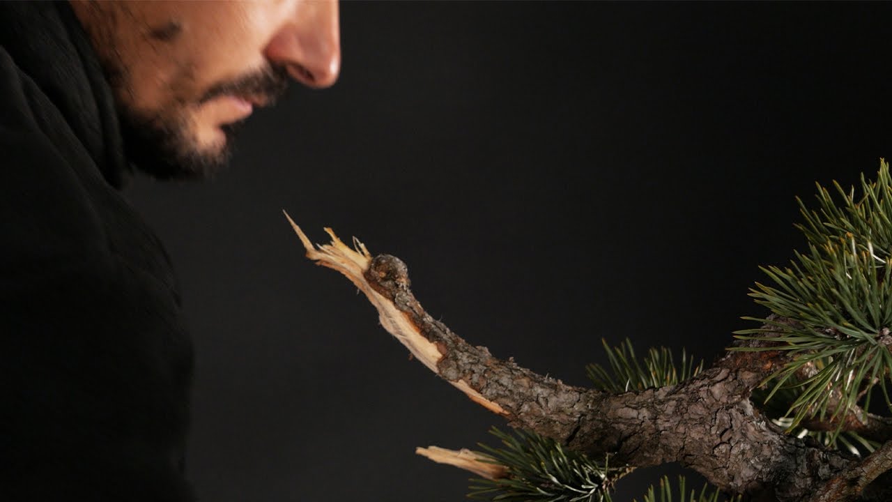 Modelando pinos silvestres - Capítulo 1 | GOMO STUDIO | Técnica sobre madera muerta y alambrado