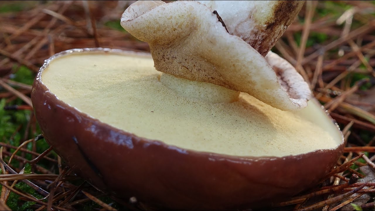 Suillus luteus - Boleto anillado