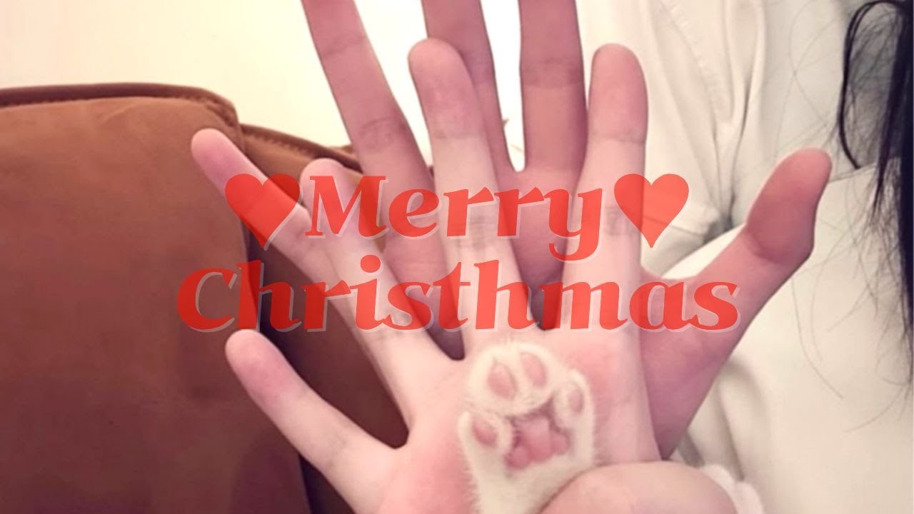 😺🎄 Meowy Christmas! Кошачье Рождество под тёплый джаз | Cat Jazz Carol
