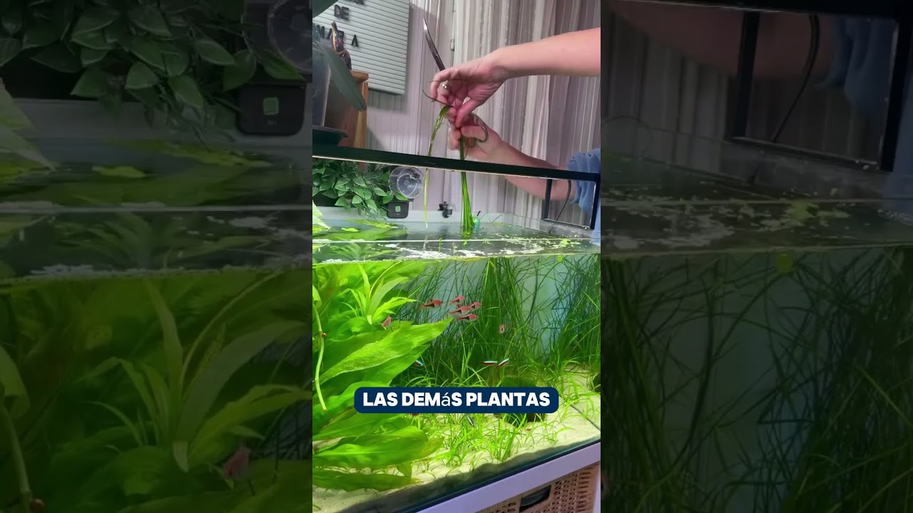 &iquest;Buscas plantas resistentes y sin CO₂ para tu acuario? 🌿