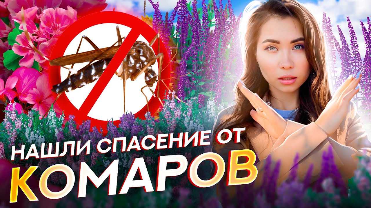 Какие растения отпугивают комаров и москитов: ТОП 15 трав, цветов и деревьев🌲🌺