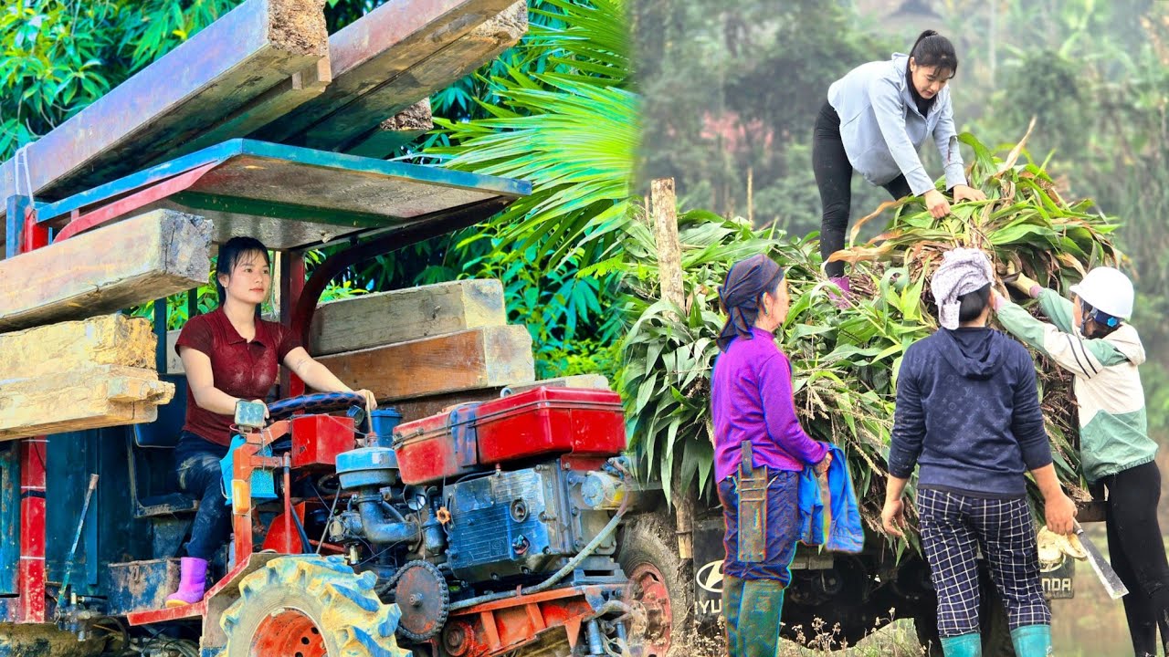 Using agricultural vehicles, they help villagers transport supplies free of charge.helping society.