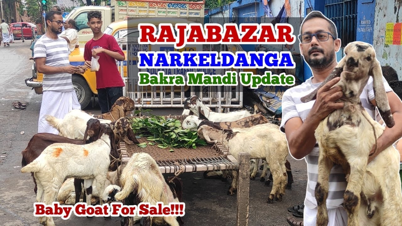 Rajabazar Narkeldanga Bakra Mandi Update | Kolkata Goat Market | Totapuri Baby Goat For Sale #goat