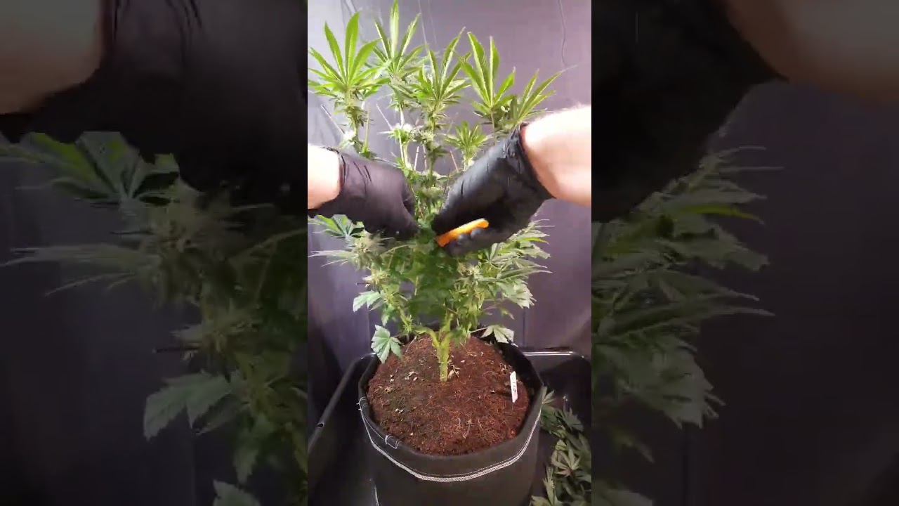 Skywalker OG (number 1 in back) at flower week 5 (day 30 / day 73 from seed) 🌱.