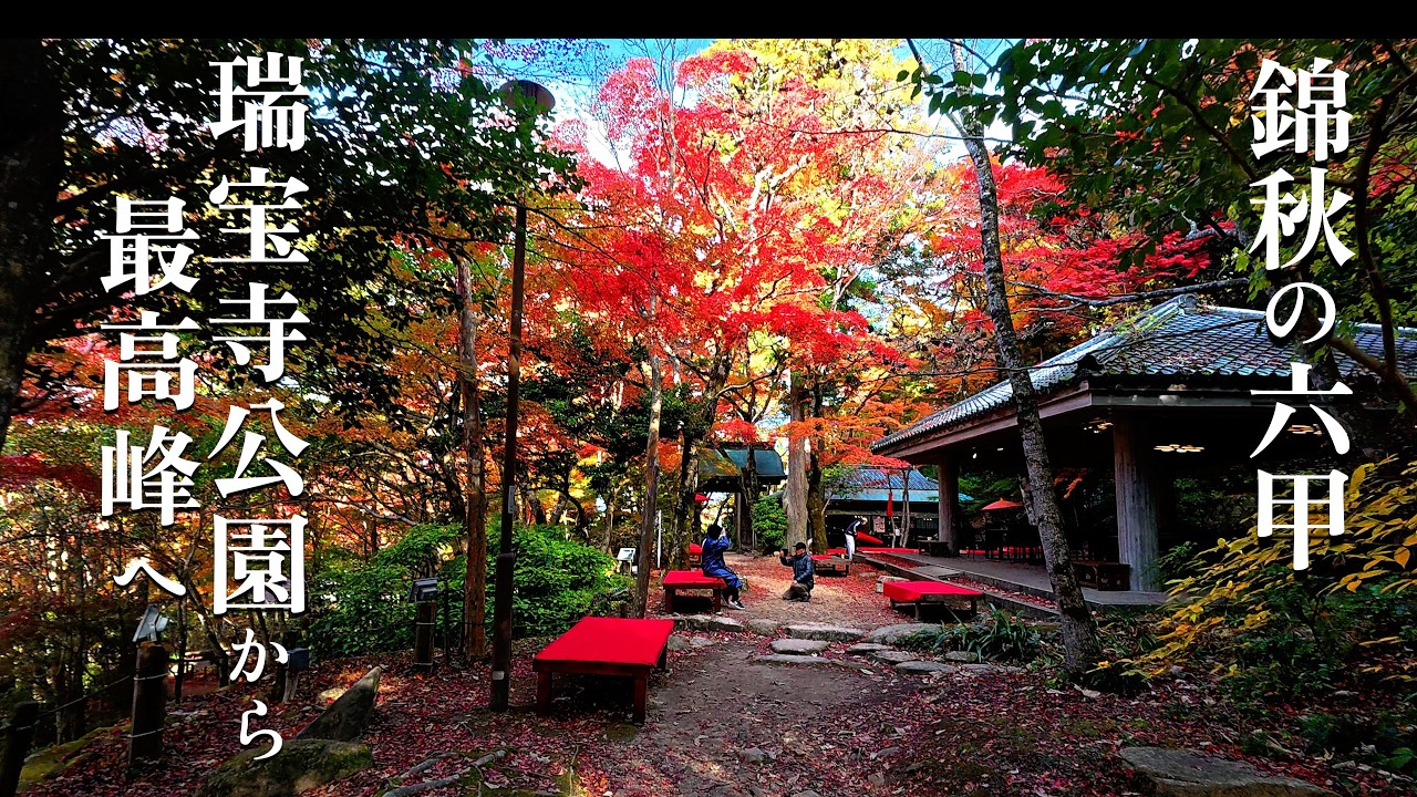 【絶景】錦秋の六甲！瑞宝寺公園から最高峰へ、息をのむ紅葉ハイキング