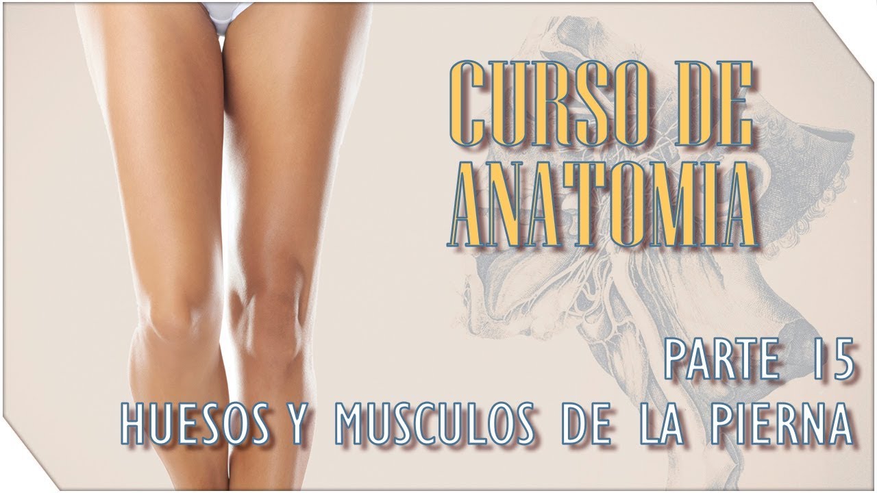 Curso de Anatomia #15 | Piernas - Huesos y Musculos | Sergio Hualde