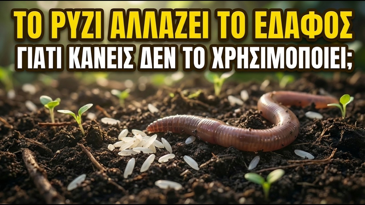 Το μυστικό του ρυζιού: Μεγάλα σκουλήκια, πλούσιο έδαφος!