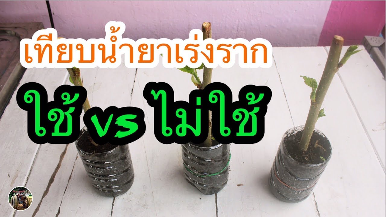 เทียบน้ำยาเร่งราก ใช้vsไม่ใช้ | AORGANIC