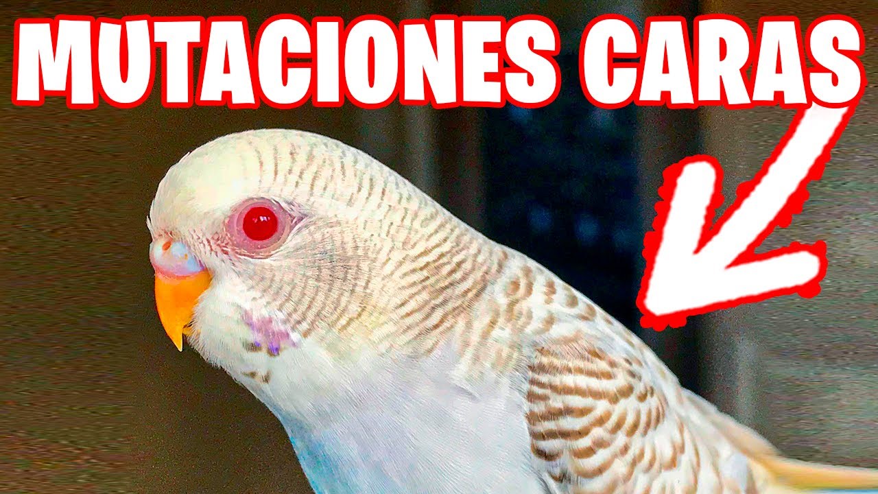 LAS MUTACIONES MAS CARAS DE PERIQUITO