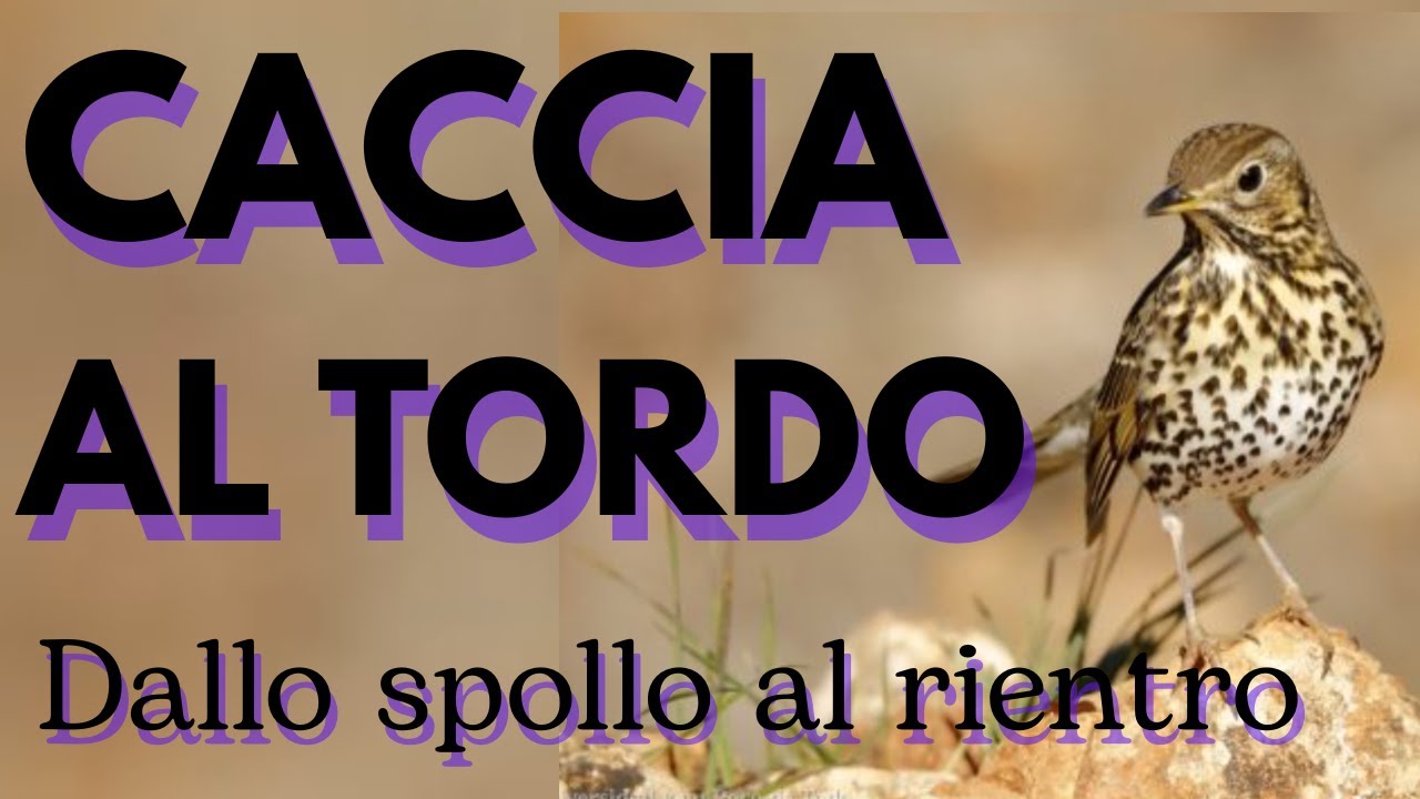 CACCIA AL TORDO - DALLO SPOLLO AL RIENTRO