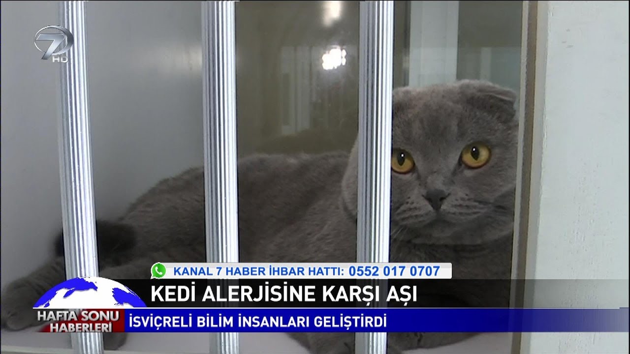 Kedi Alerjisine Karşı Aşı!