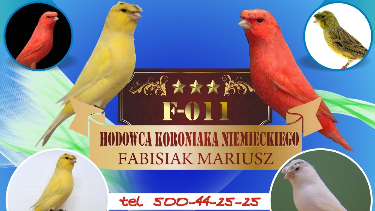 7/2020. Poradnik Hodowcy. Kanarek Podstawowe Wiadomości.