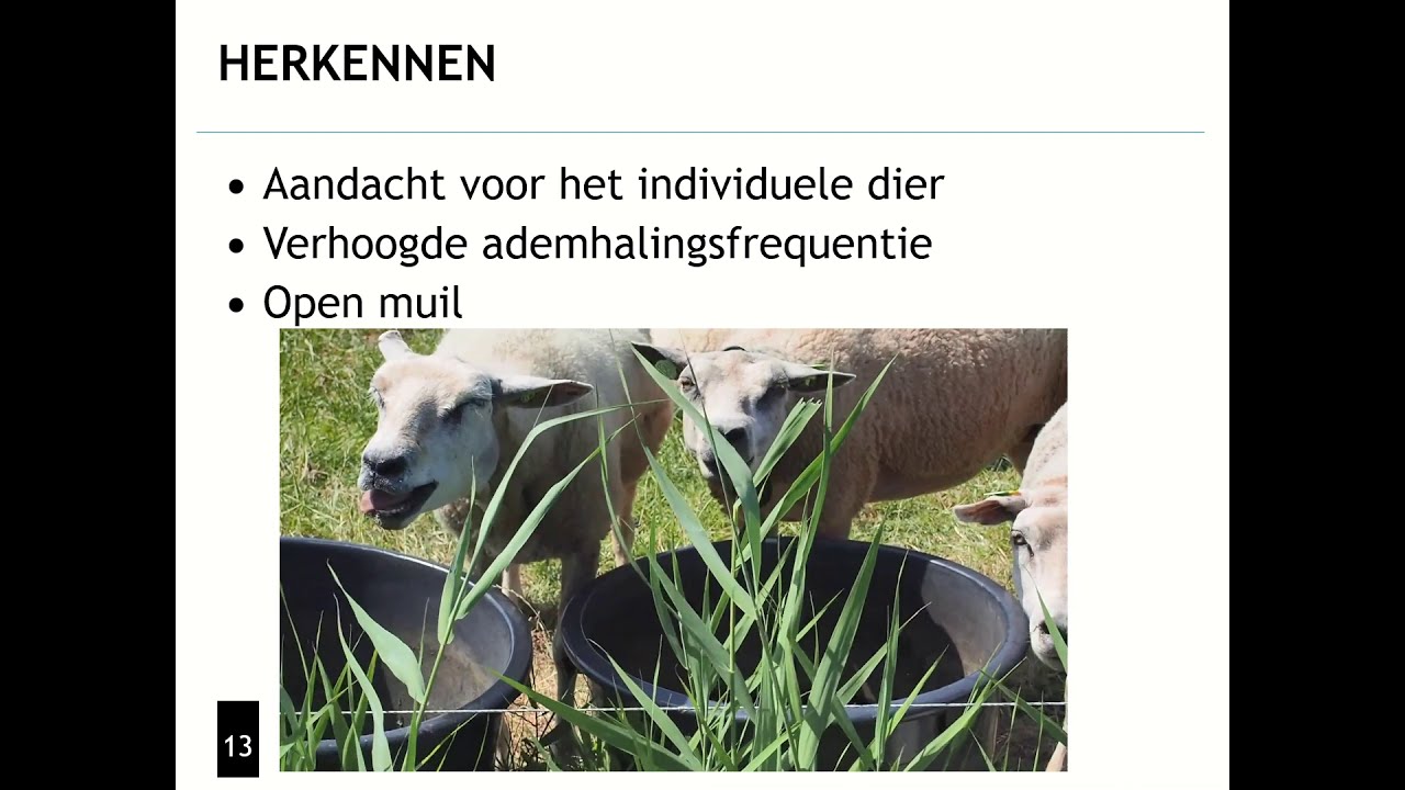 Hittestress bij kleine herkauwers