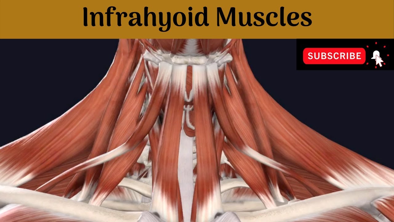 Infrahyoid Muscles #Anatomy #mbbs #education #bds #headandneckanatomy #muscle