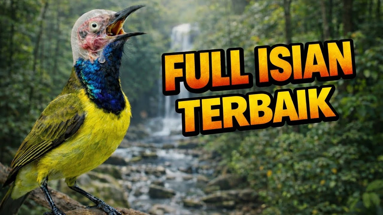 PANCINGAN SOGON MALAS BUNYI FULL ISIAN MANTAP