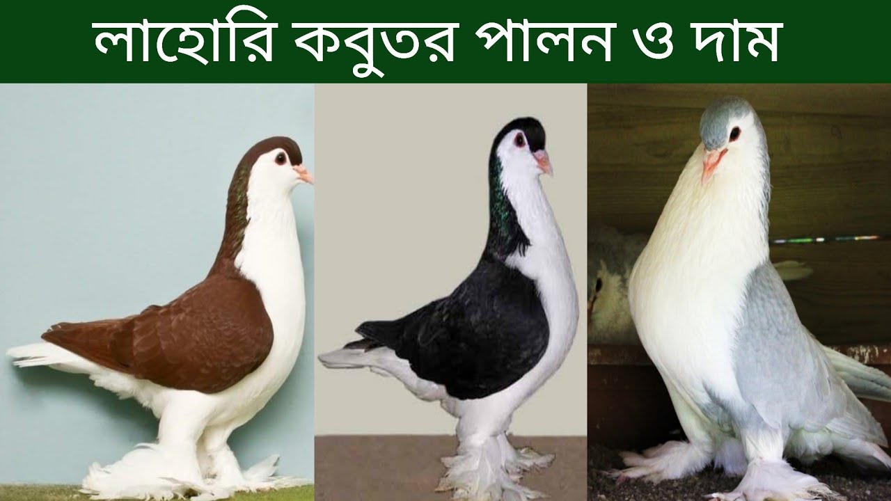 লাহোরি কবুতর পালন পদ্ধতি | লাহোরি কবুতরের দাম | Lohore Pigeon Rearing |Lahore Pigeon Price In Bangla