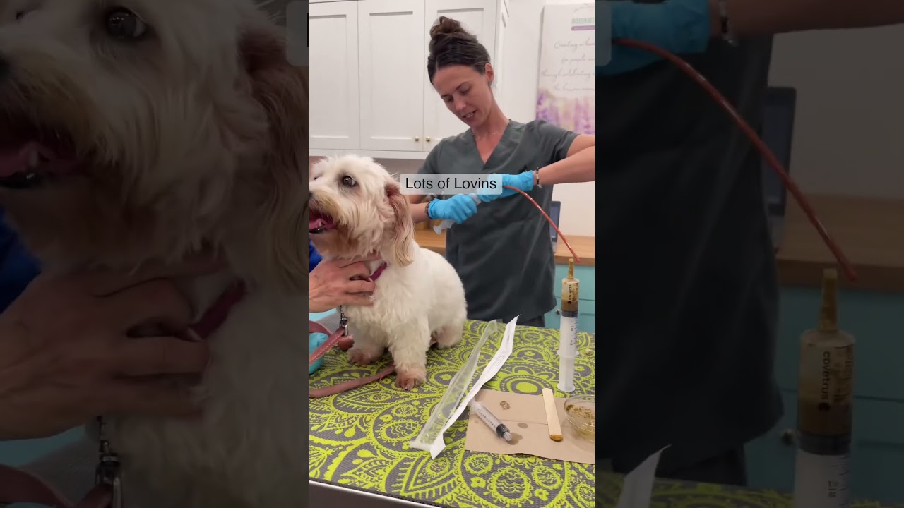 Microbiome Transplant For Dogs With All the Lovins #shorts #integrativehealth