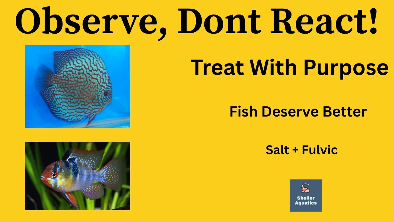 Before You Medicate Your Fish Tank: What Every Hobbyist Should Know