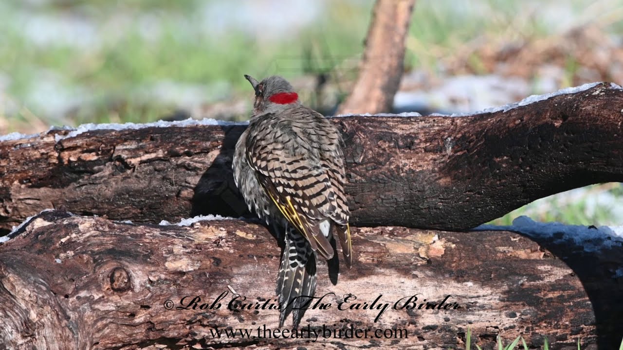 YELLOW-SHAFTED FLICKER male and female foraging Colaptes auratus