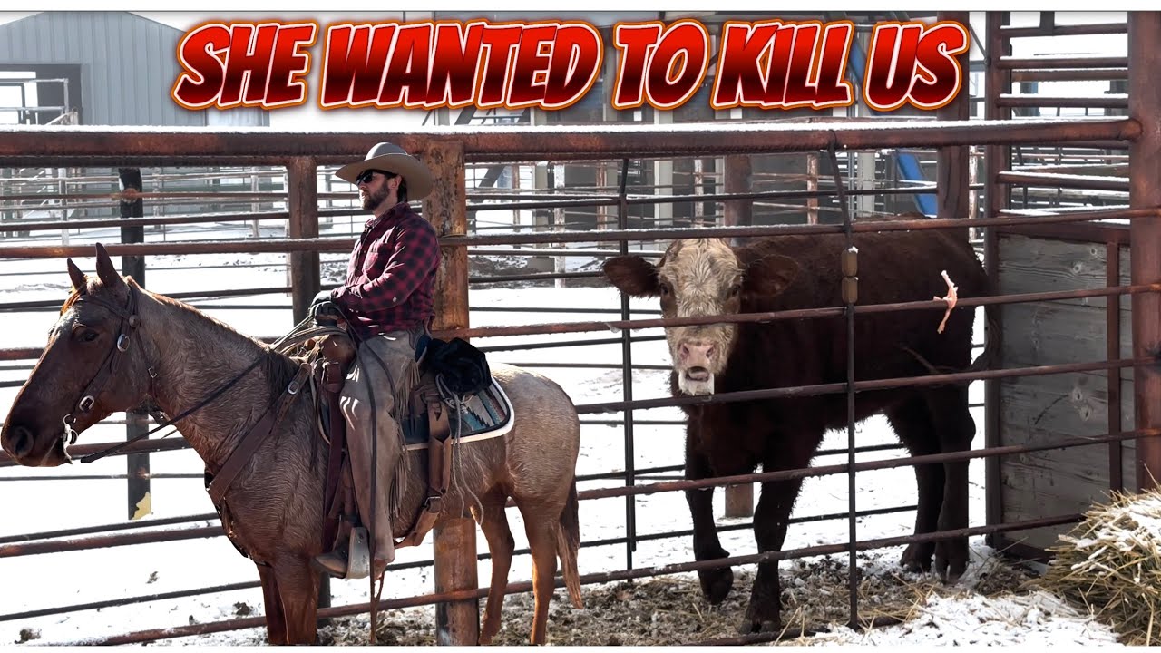 Wild Cow Goes Down The Road/ Clean up on Cedar Mesa
