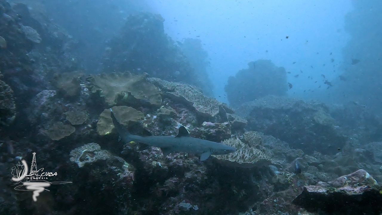 Mola-mola!!!
