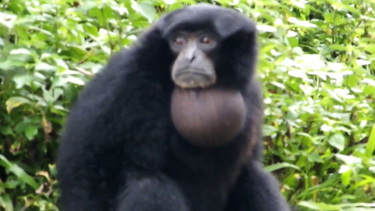 SIAMANG MONKEY VOICE at Ragunan Zoo Jakarta Indonesia